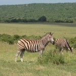 Burchells Zebra