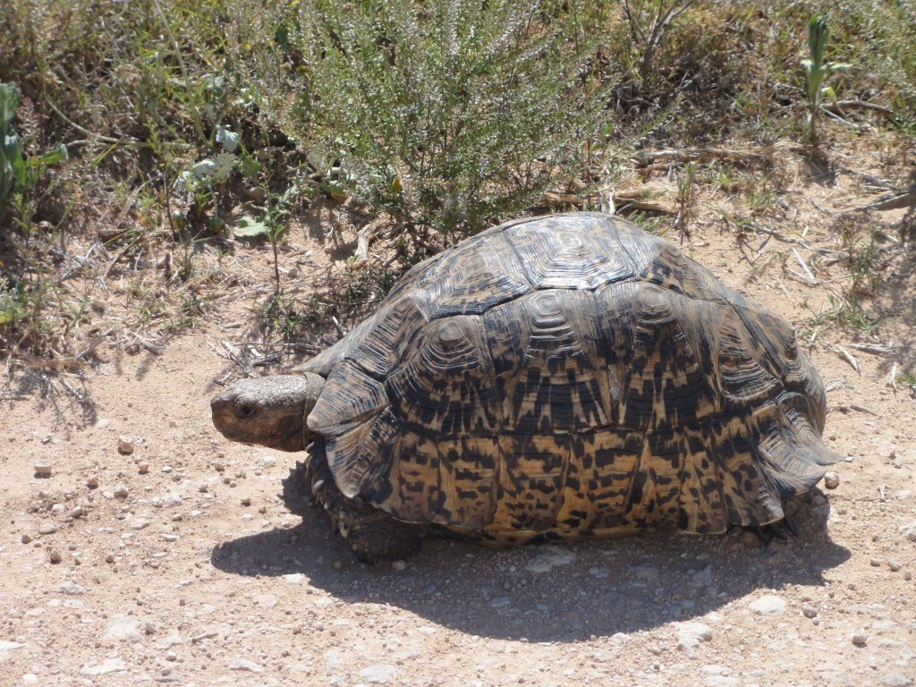 Leopard Tortoise