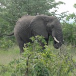 Elephant eating