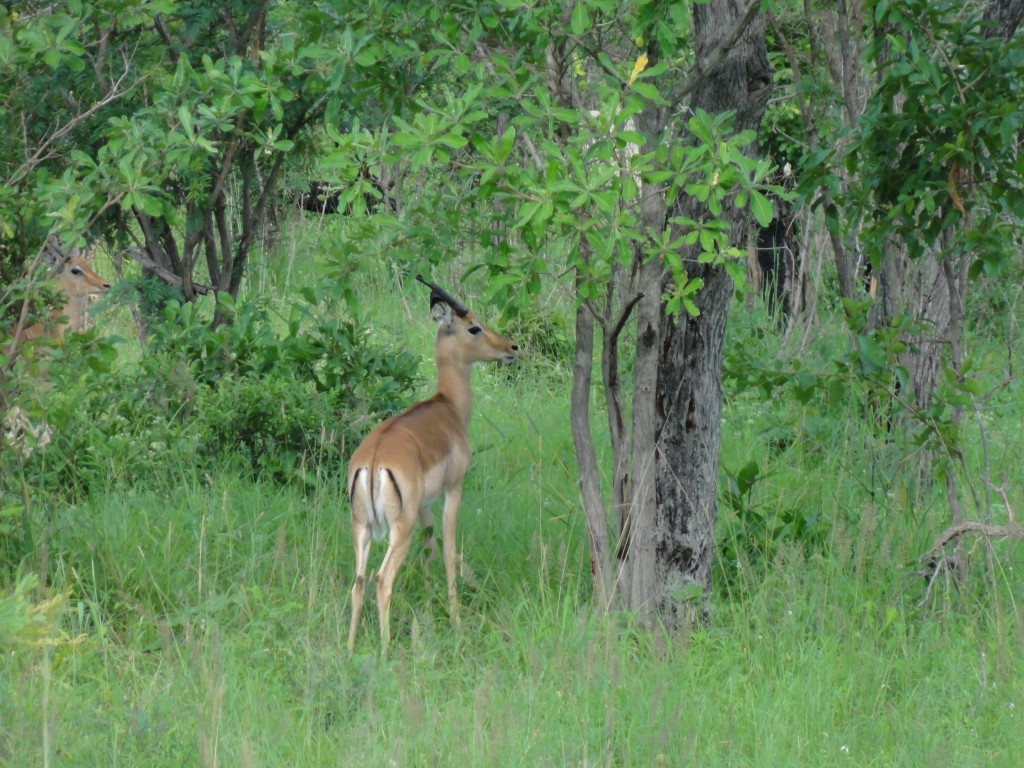 Impala