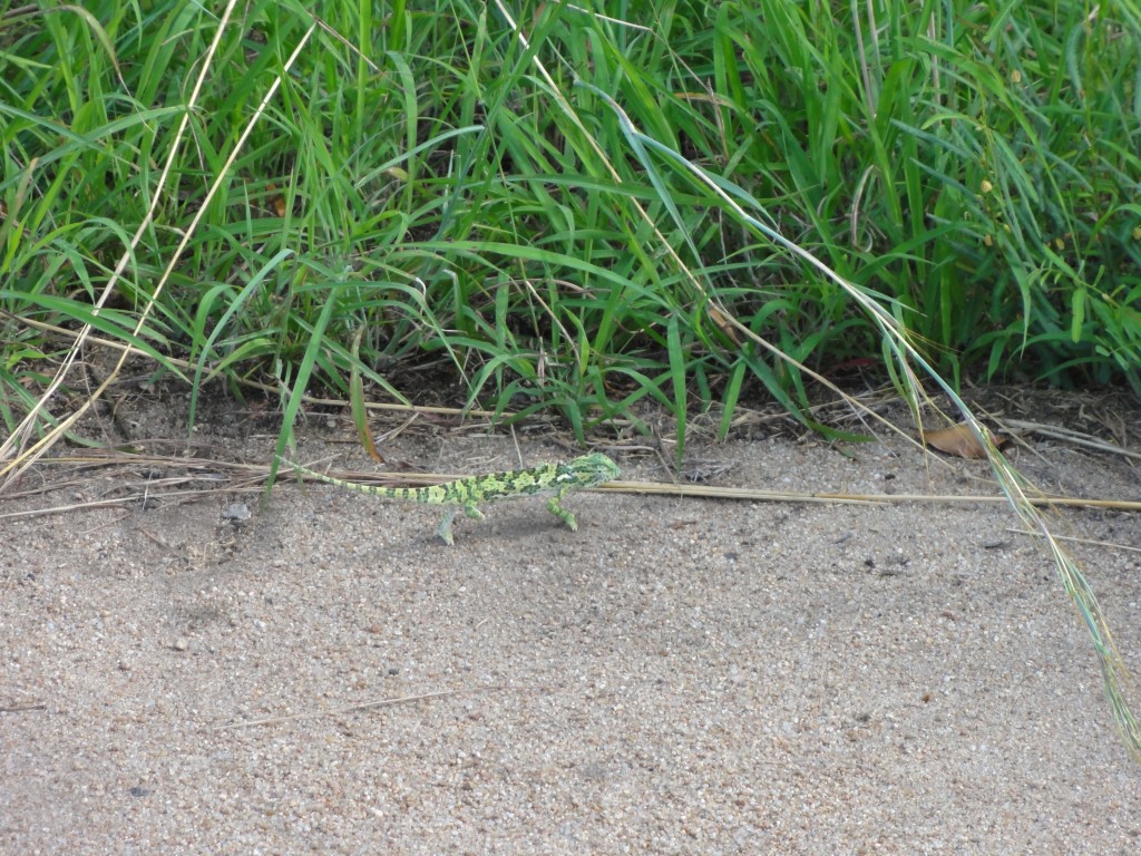 Chameleon