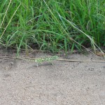 Chameleon