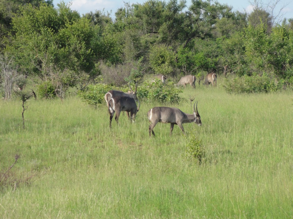 Waterbuck