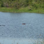 Hippos standing just underneath the surface