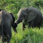 Elephants playing