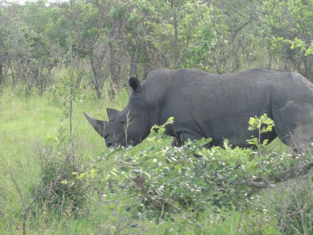 White rhino