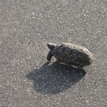 Leopard tortoise