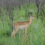 Impala
