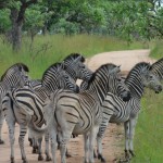 Zebra crossing