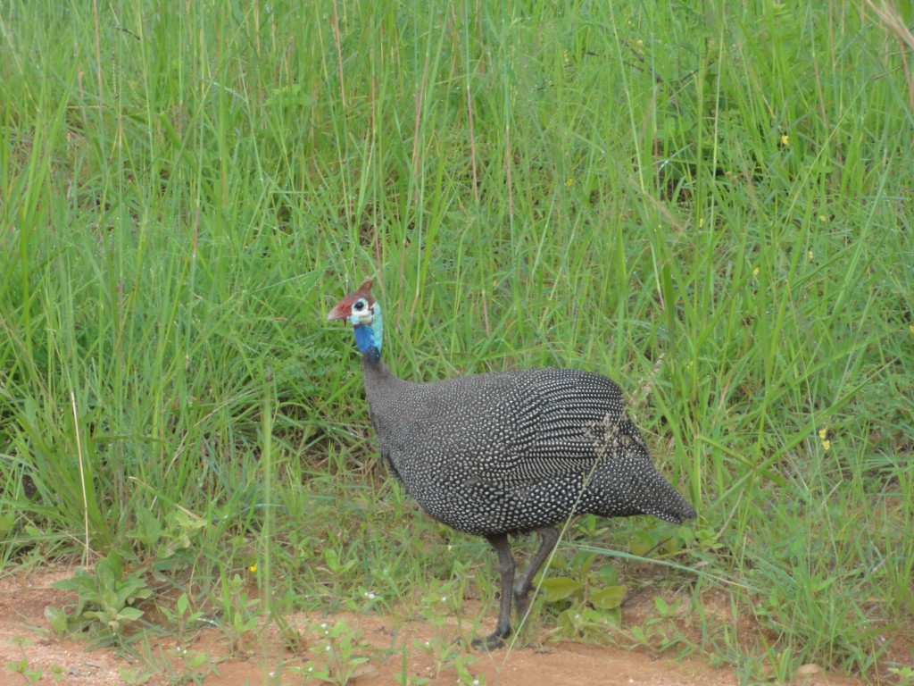 Guinea fowl