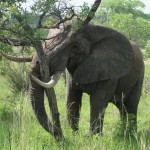Elephant uprooting a tree