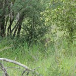 Spot the lion!