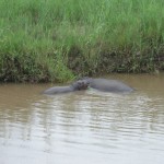 Hippo and calf