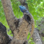 Tree agama