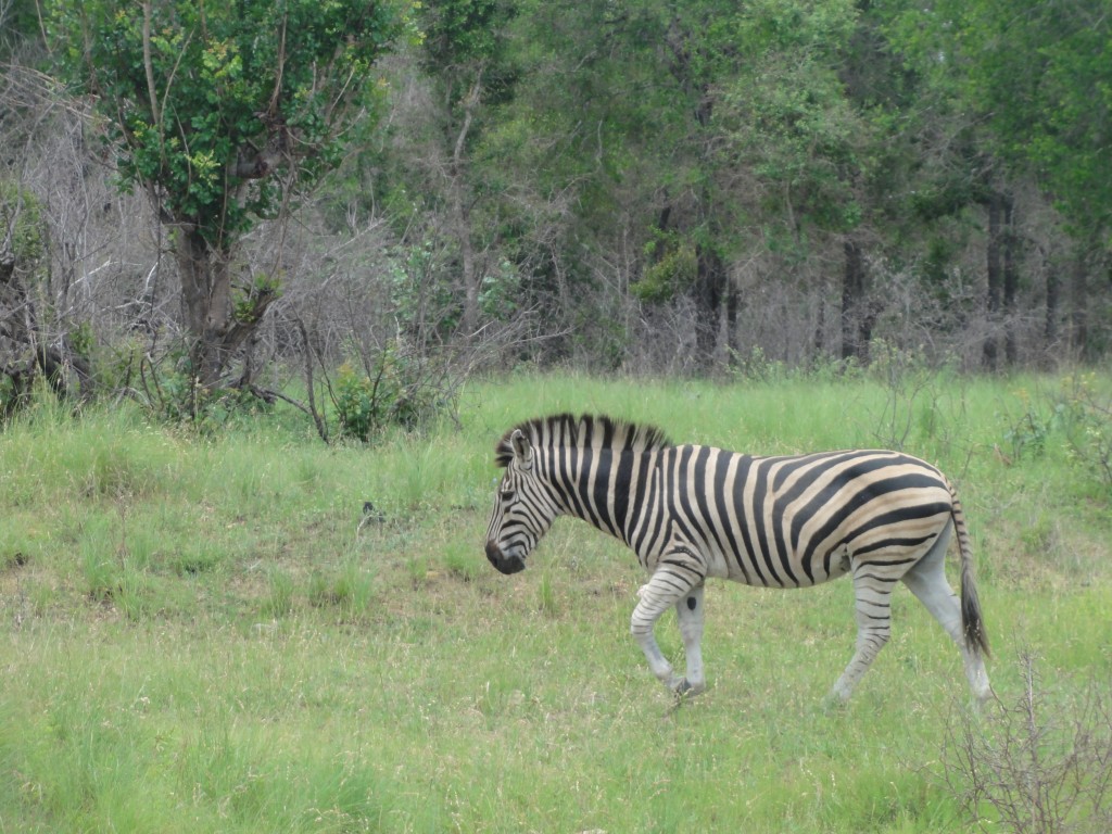 Zebra