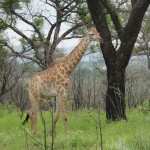 Giraffe
