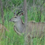 Kudu