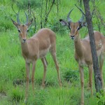 Impala