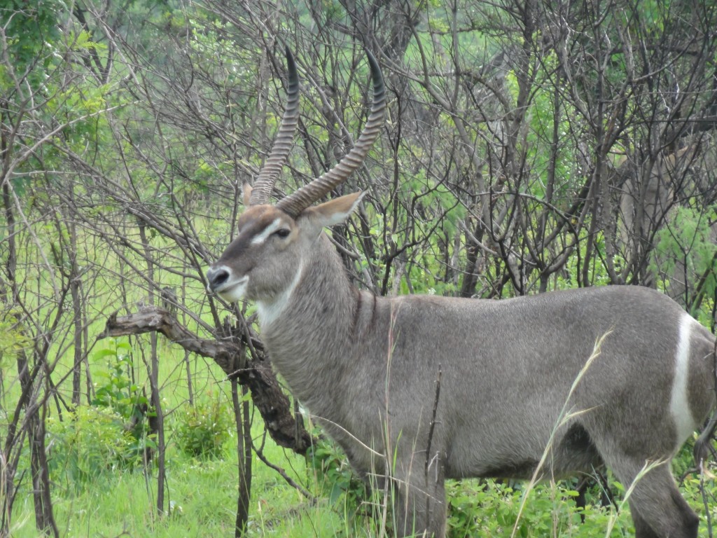 Waterbuck