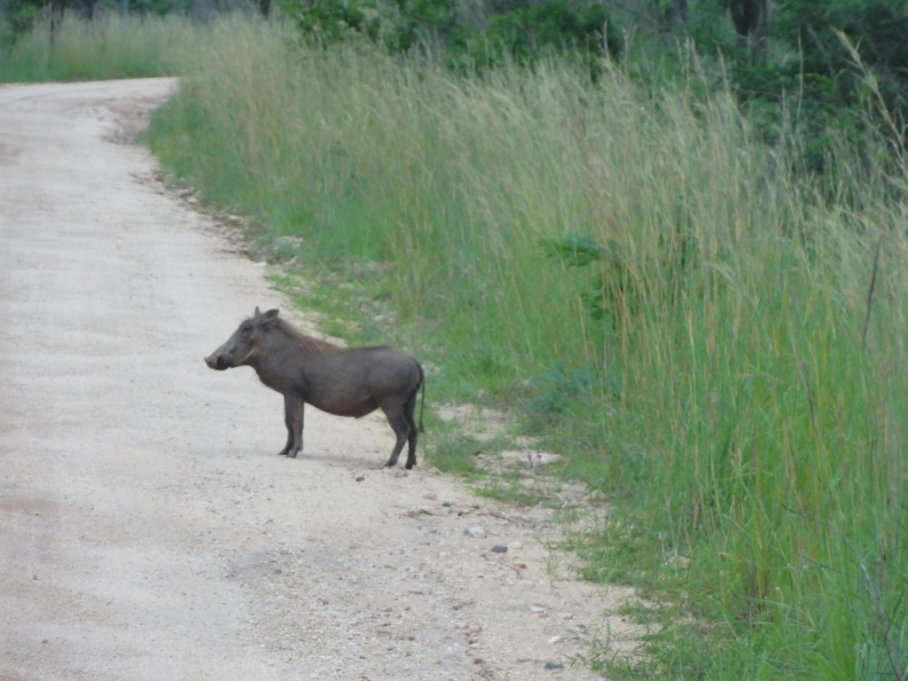 Warthog