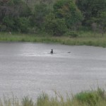 Yawning hippo