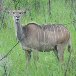Kudu