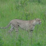 Male cheetah