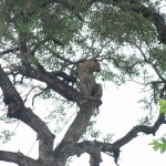 Male leopard sitting in a tree
