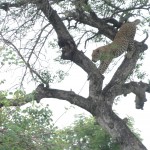 Leopard climbing down from a tree