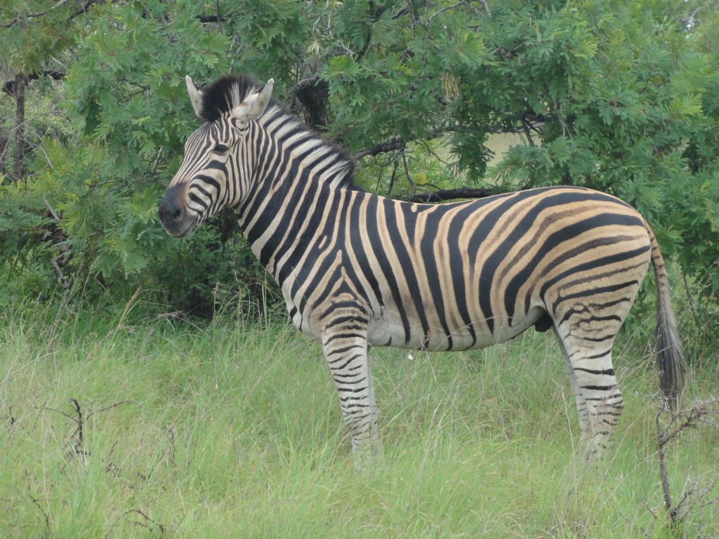 Zebra