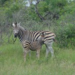 Zebra and foal