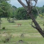 Female lions