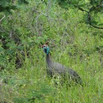 Guinea fowl
