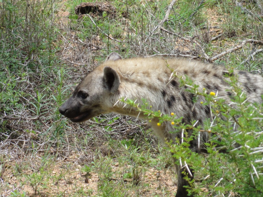 Hyena
