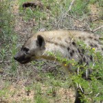 Hyena