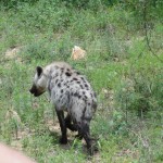 Hyena walking away