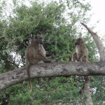Baboons