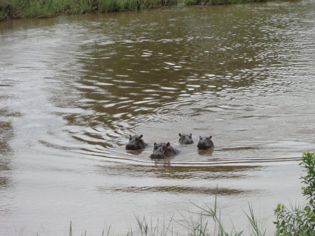 Hippos