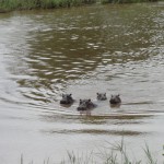 Hippos