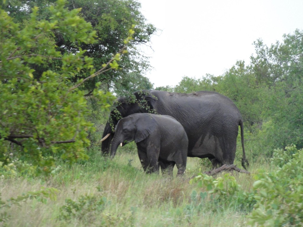 Elephant and calf