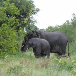 Elephant and calf