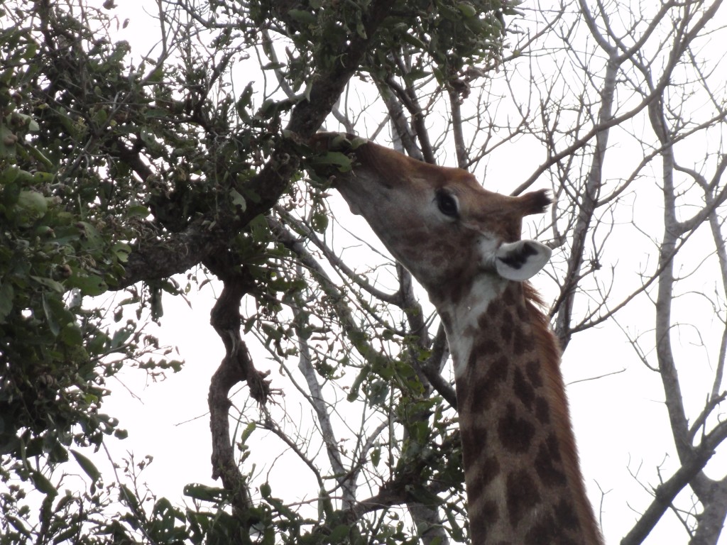 Giraffe grazing