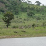 Waterbuck