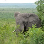 Elephant