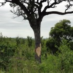 Damage to trees caused by elephants