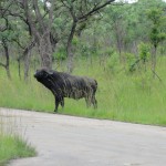 Buffalo