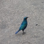 Cape starling