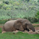 Elephant in the Askari game reserve