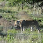 Female lion in the Askari game reserve