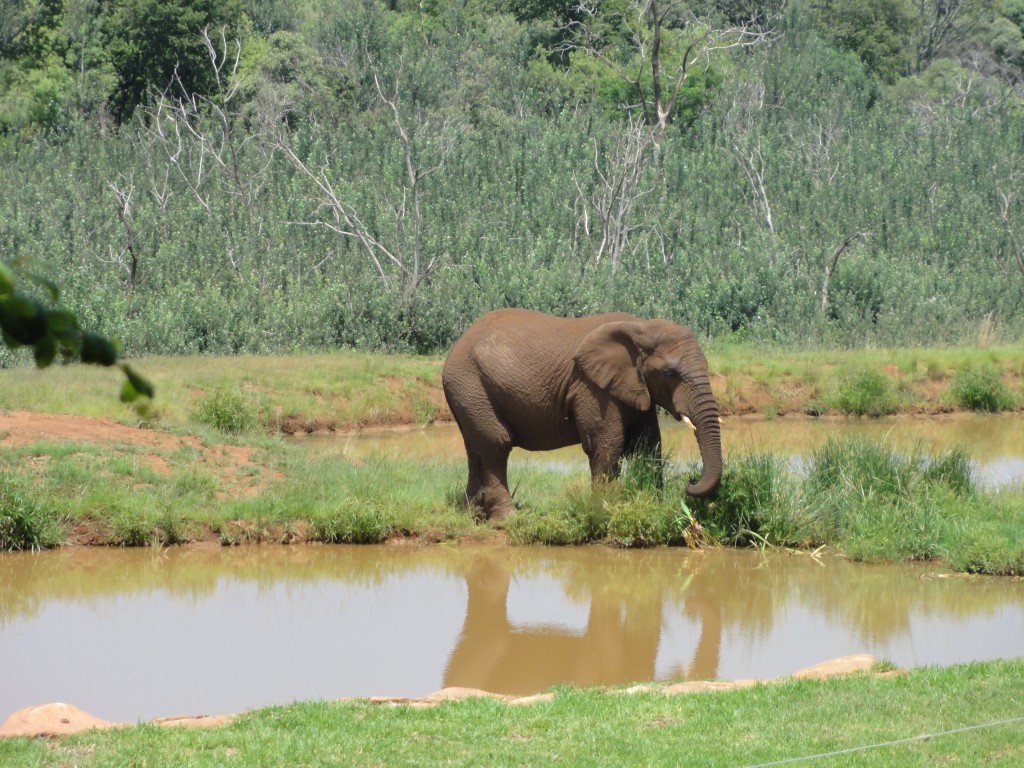 Elephant